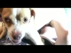 Angry dog rough fucking a beastiality lover